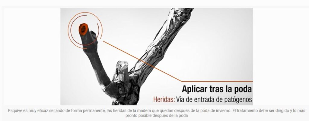 Enfermedades de madera de la vid