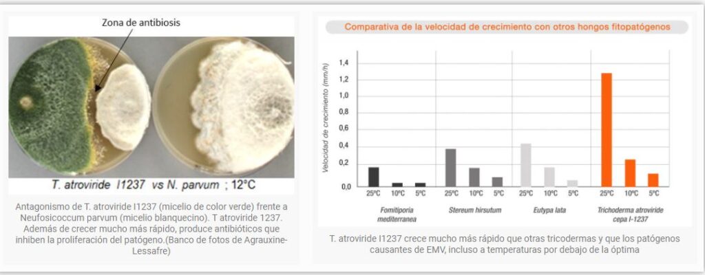 Esquive combate las enfermedades de madera de la vid