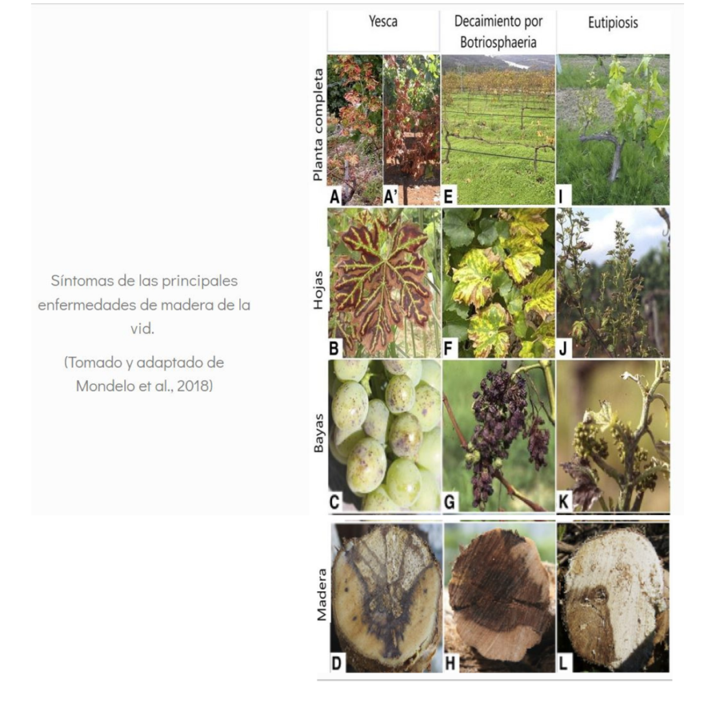 Enfermedades de madera de la vid