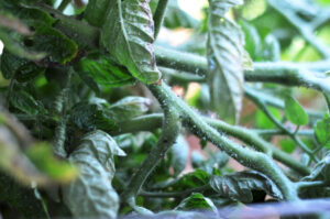 mosca blanca tomate